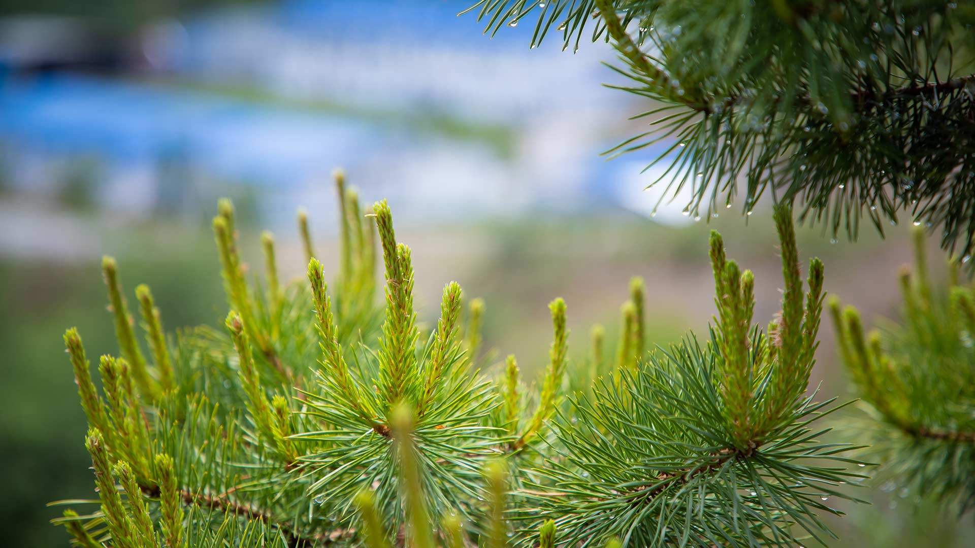 Исследование выживаемости растений в условиях засушливой степи